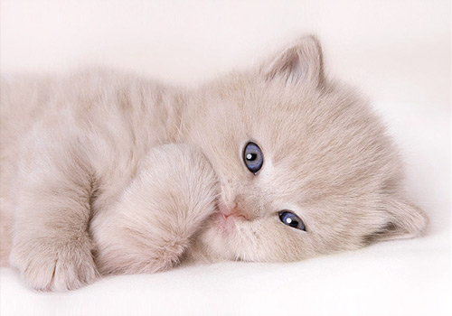 British Shorthair Kitten