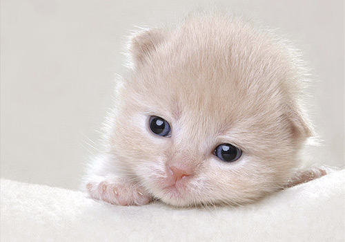 British Shorthair Kitten