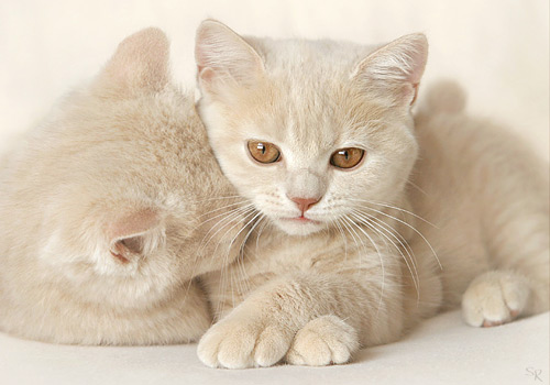 British Shorthair Kittens