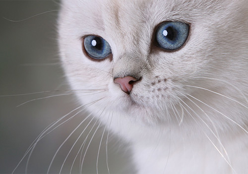 British Shorthair Kitten