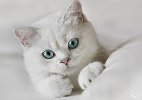 British Shorthair Kitten