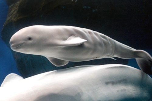 Baby beluga at Shedd Aquarium