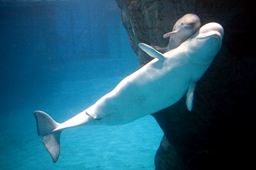 Baby beluga at Shedd Aquarium