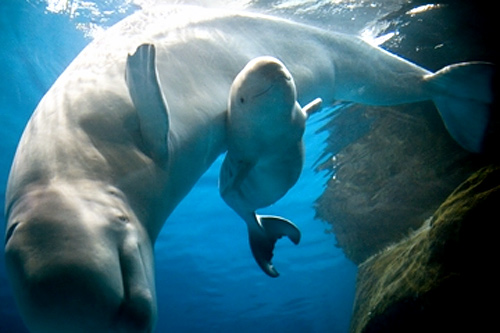 Baby beluga at Shedd Aquarium