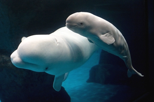 Baby beluga at Shedd Aquarium