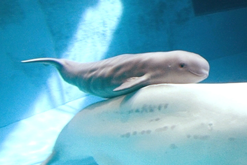 Baby beluga at Shedd Aquarium