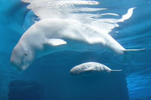 Baby beluga at Shedd Aquarium