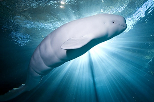 Baby beluga at Shedd Aquarium