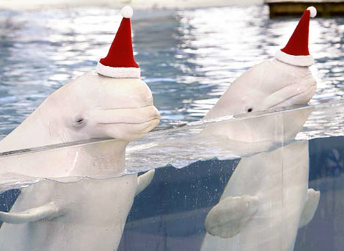 Beluga whales in Santa hats