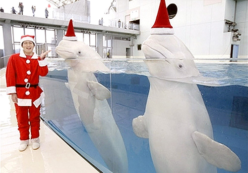 Beluga whales in Santa hats