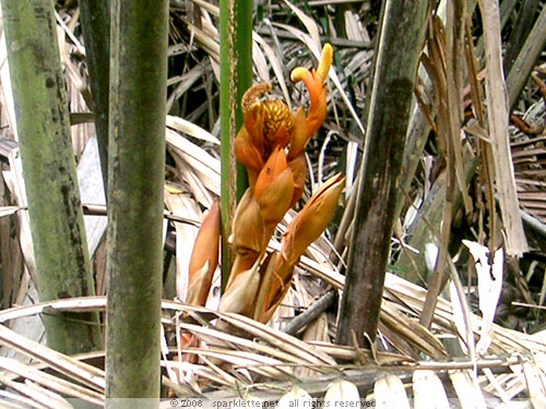 Flowering Attap Palm