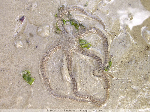 Brittle star