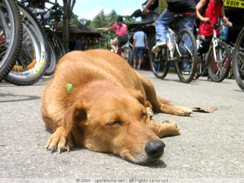 Sleeping doggy