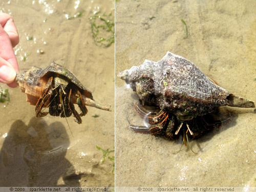 Hermit crab