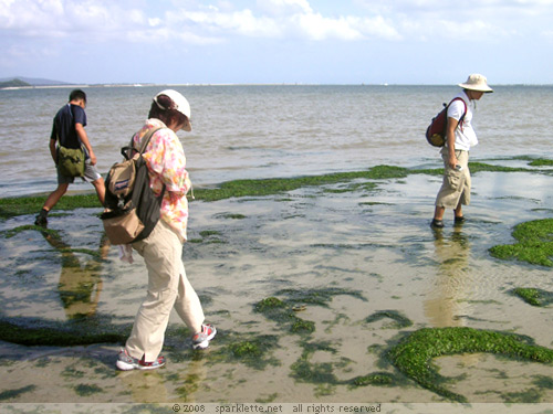 Exploring Chek Jawa at low tide