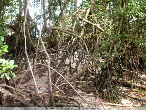 Mangrove roots