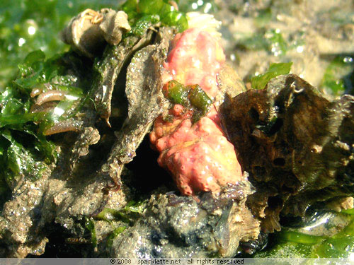 Pink sea cucumber