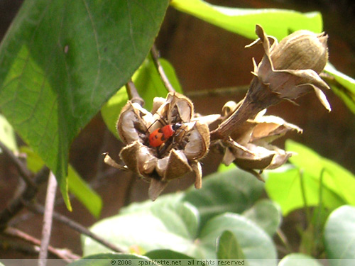 Bright raed insect