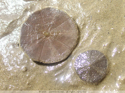 Sand dollars