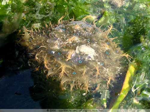 Sea Hare