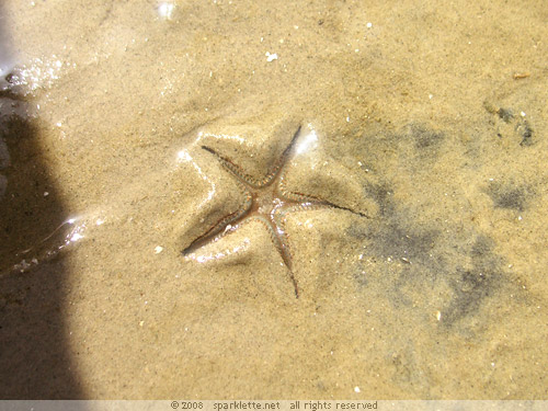 Starfish burrowing into the sand