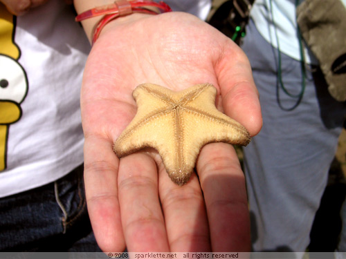 Cake sea star