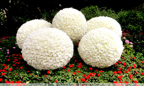 Floral display in the shape of a giant flower