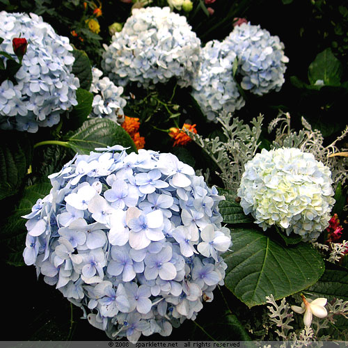 Little blue flowers