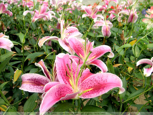 Pink lilies