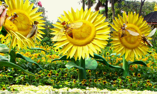 Giant sunflowers amidst the sunflower bed
