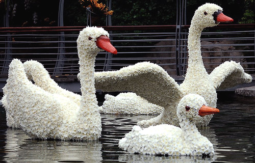 Swans and ducks made from flowers