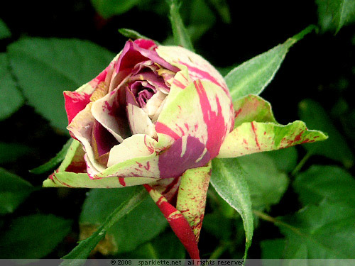 Colour-splattered rose