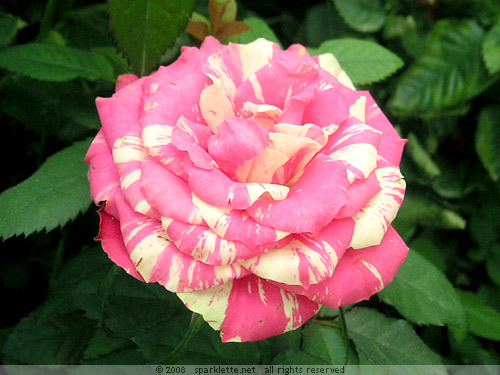 Colour-splattered rose