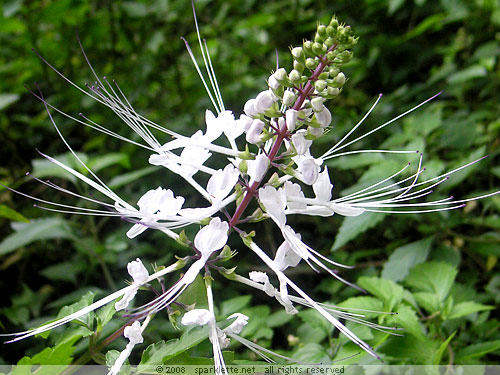 White flowering plant