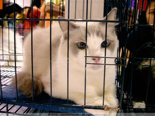 Gorgeous blue-eyed kitty