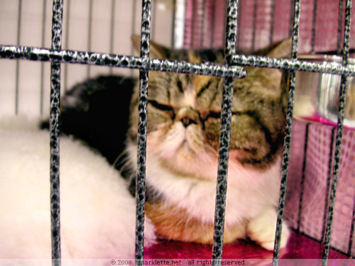 Exotic Shorthair kitty