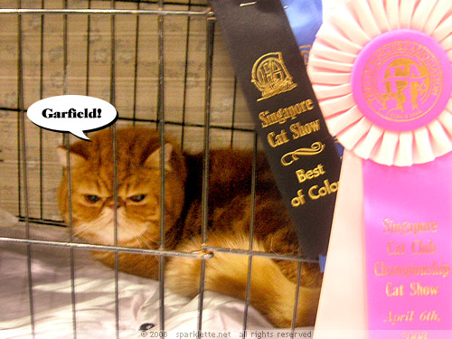 Garfield lookalike Exotic Shorthair