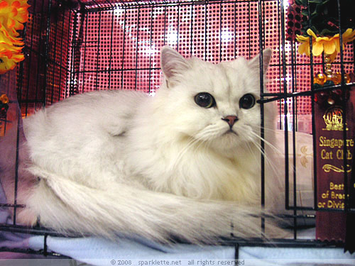 White longhair kitty