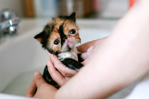 Baby kitty's first shower. "Bath time!"