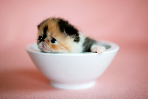 "Lemme out of this bowl, pweeease?"
