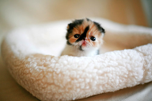 cutest baby kitten in the world