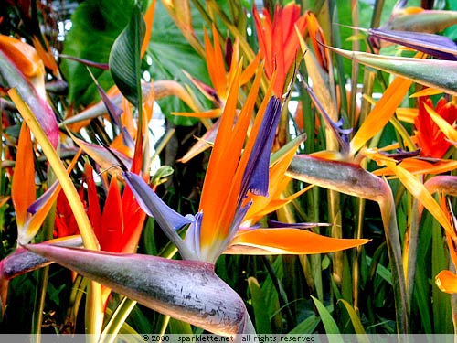 Bird of Paradise flower