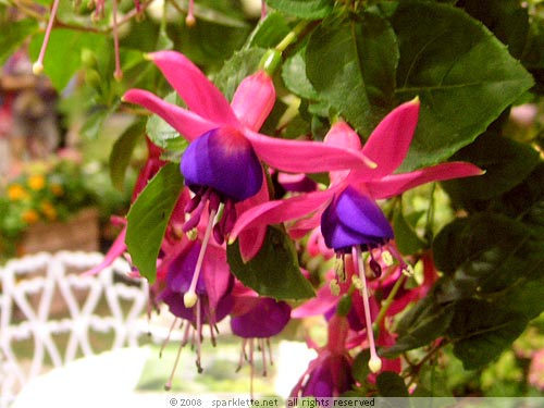 "Dancing" flowers