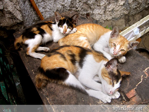 Kittens near our hotel in Bangkok