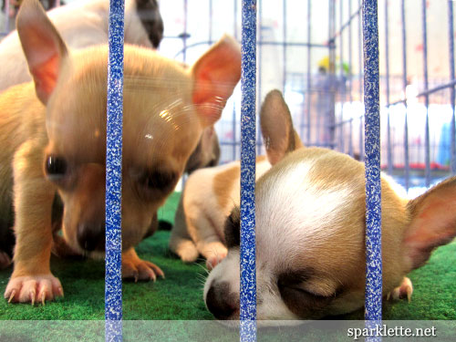 Baby chihuahuas at Chatuchak Weekend Market, Bangkok