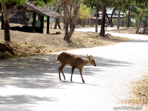 Deer at Muang Boran