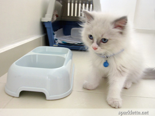 Snowy the Ragdoll kitten by his kitty bowl