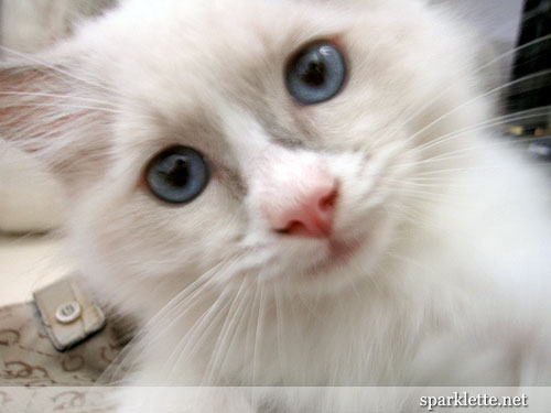 Snowy the Ragdoll kitten