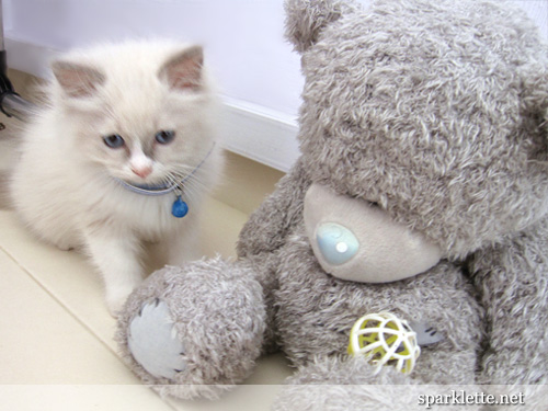 Snowy the Ragdoll kitten with Tatty Teddy (Me to You Bear)