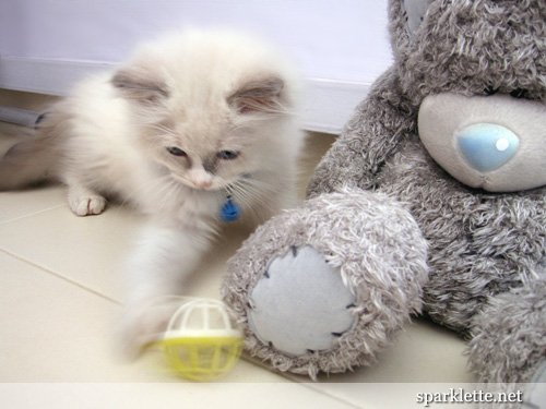 Snowy the Ragdoll kitten with Tatty Teddy (Me to You Bear)